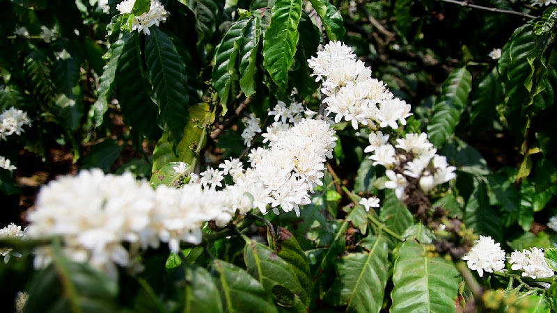 le café des hauts plateaux du vietnam