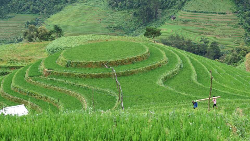 Plateau de riz Mu Cang Chai