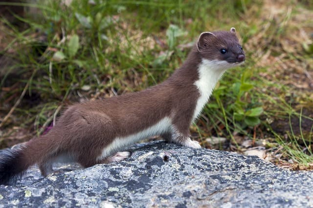 Le café au Vietnam Weasel Coffee