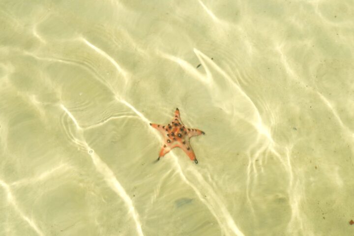 Starfish beach Phu Quoc