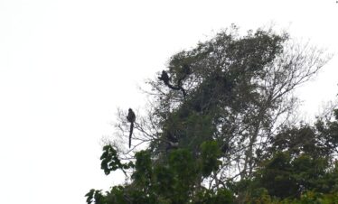 Parc national de Cuc Phuong