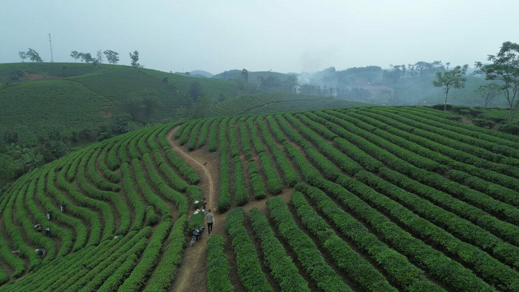 Champ de thé de Long Coc 1