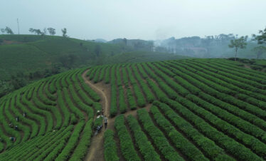 Champ de thé de Long Coc 1