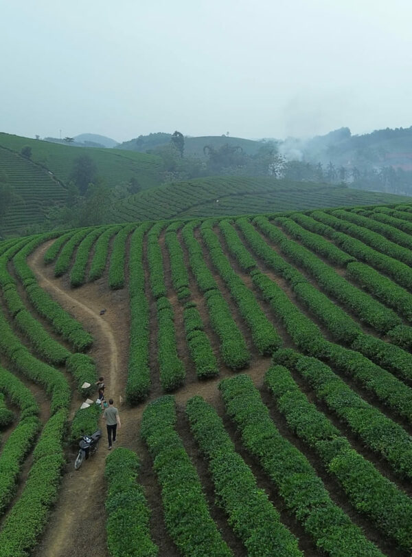 Champ de thé de Long Coc 1