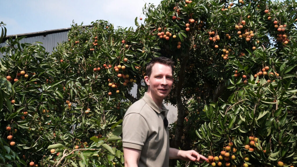 Marché de litchis 5